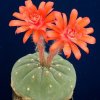 Matucana_madisoniumum
